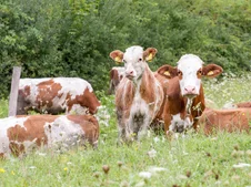Agrofarma Červený Kameň