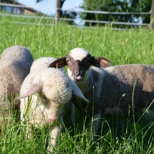 Agrofarma je popredným exportérom živých jahniat na Slovensku.